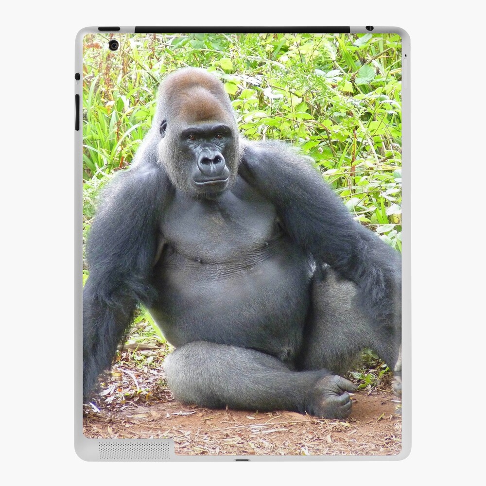 Expressive male gorilla posing for the camera. Stock Photo by wirestock