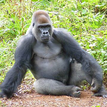Premium Photo | Female african gorilla posing among the rocks of its habitat