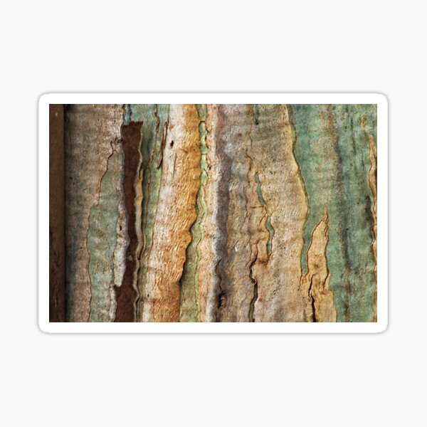 Eucalyptus Tree Bark and Wood Abstract Natural Texture 35 Sticker