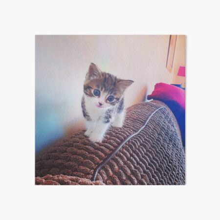 Cute Kitten Art Board Print
