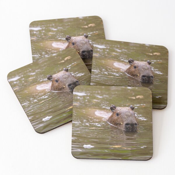 Item preview, Capy early morning dip designed and sold by Dalyndigital Photography.