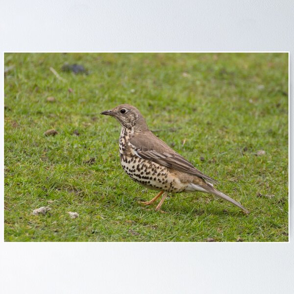 Item preview, Mistle Thrush designed and sold by Robert Carr.