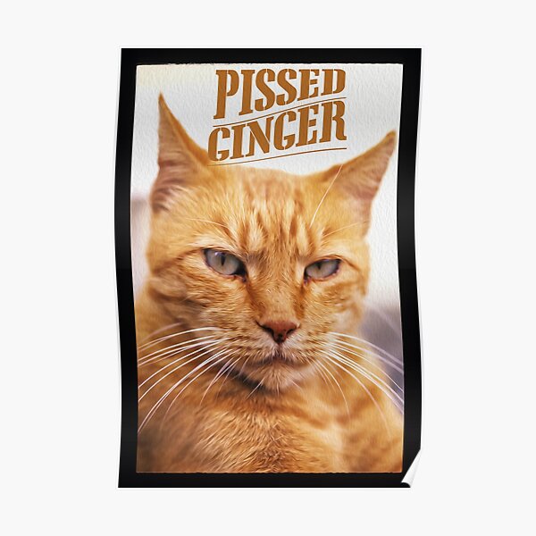 Poster Der Kopf Katze Redbubble