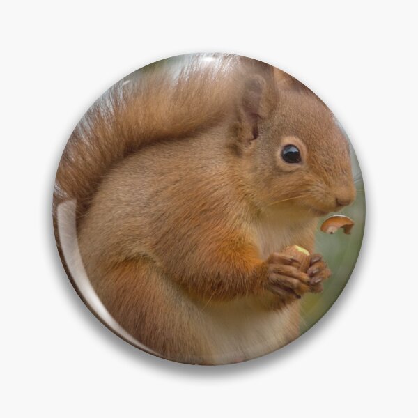 Item preview, Red Squirrel designed and sold by Macrae images.