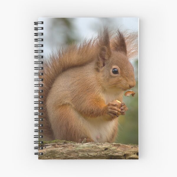 Item preview, Red Squirrel designed and sold by Macrae images.