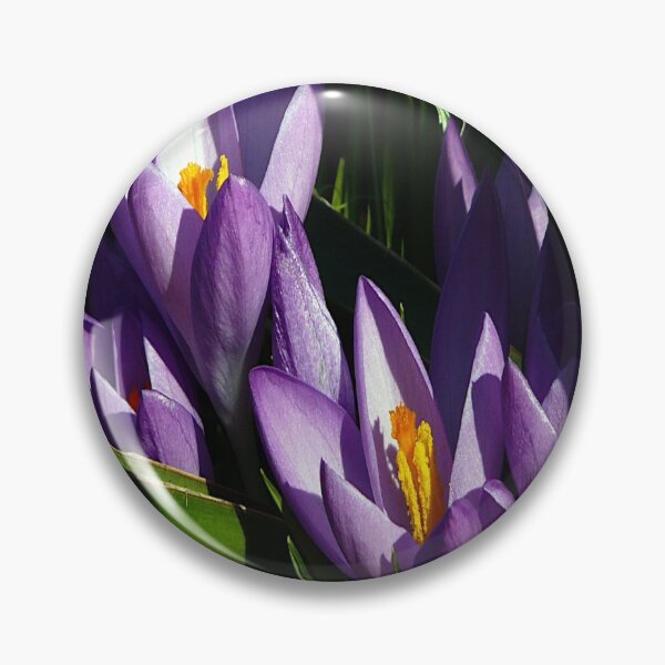 Item preview, crocus in the sun designed and sold by frankuffmann.