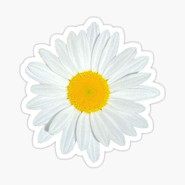 A Daisy For You Sticker