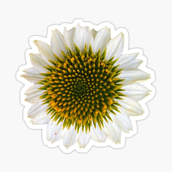 Close Up Echinecia Sticker
