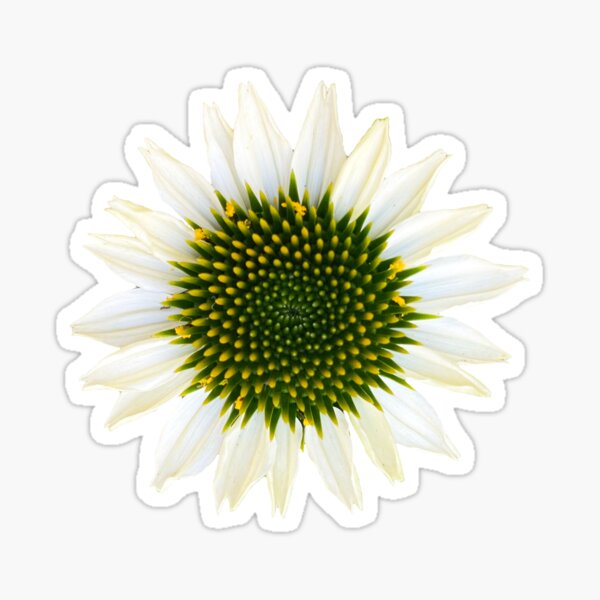 Echinecea Flower Sticker