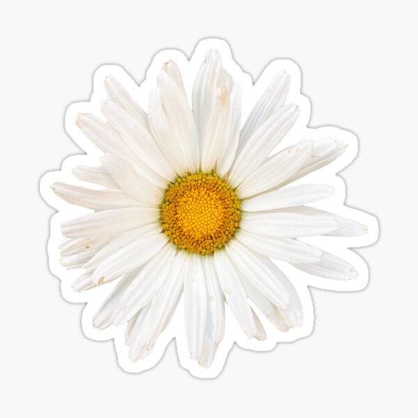 Daisy For You Sticker