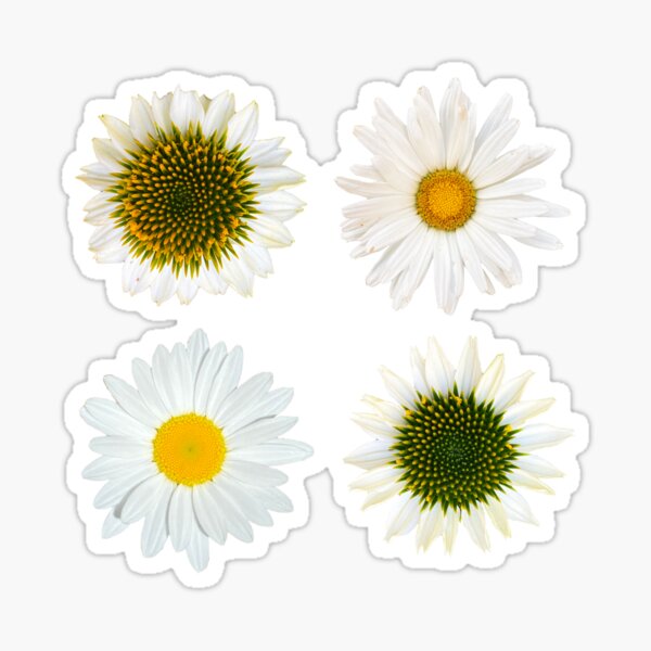 Daisies And Echinacea Flowers Sticker