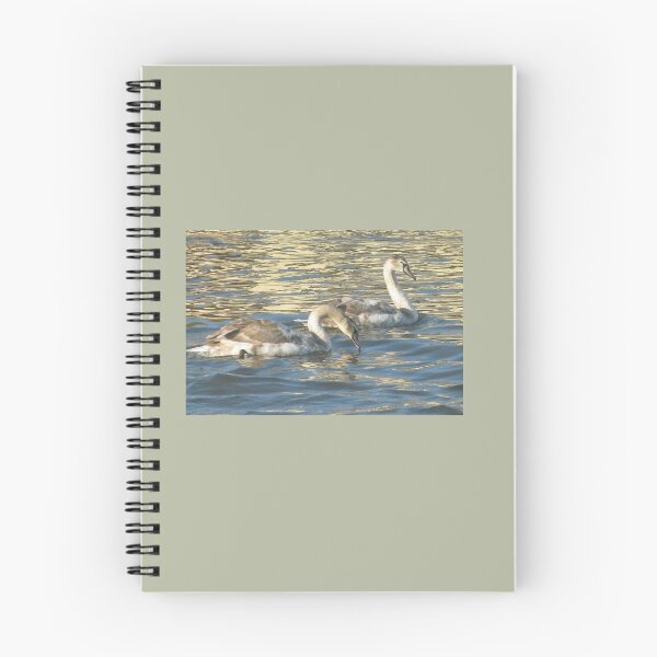Item preview, Swans swimming in golden water.. Wareham, Dorset UK designed and sold by lynn carter.