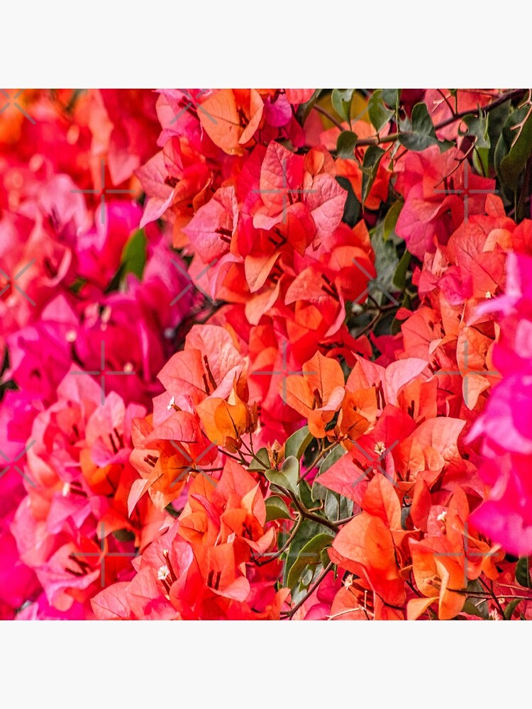 Bolsa de tela «Buganvilla naranja y rosa» de kash1mera | Redbubble
