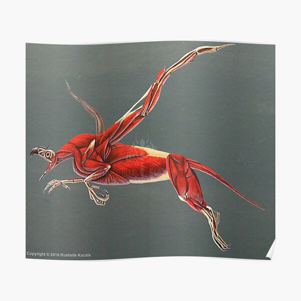 Posters Sur Le Theme Anatomie Aviaire F C3 lin Imaginaire Griffon Griffon Muscles Mythologie Restauration Redbubble Posters Sur Le Theme Anatomie Aviaire F C3 lin Imaginaire Griffon Griffon Muscles Mythologie Restauration Redbubble