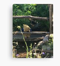 Winnie the Pooh Photograph Canvas Print