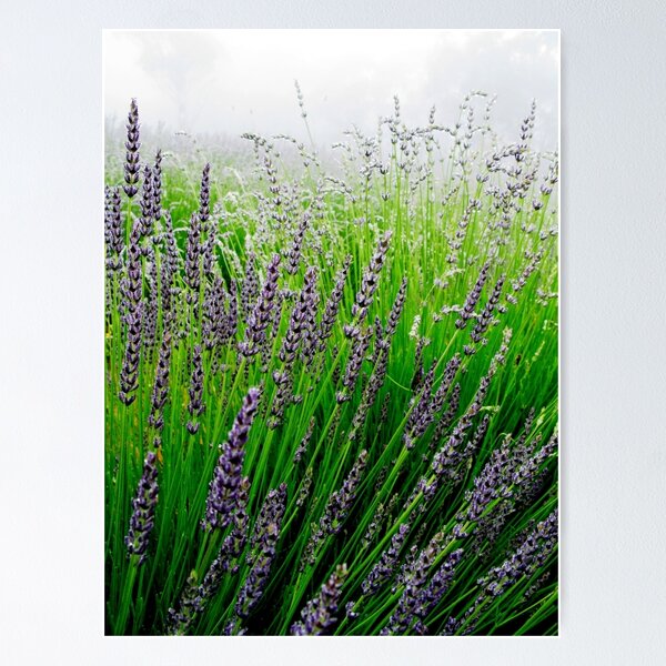 Misty Morning in Tiger Alley Poster