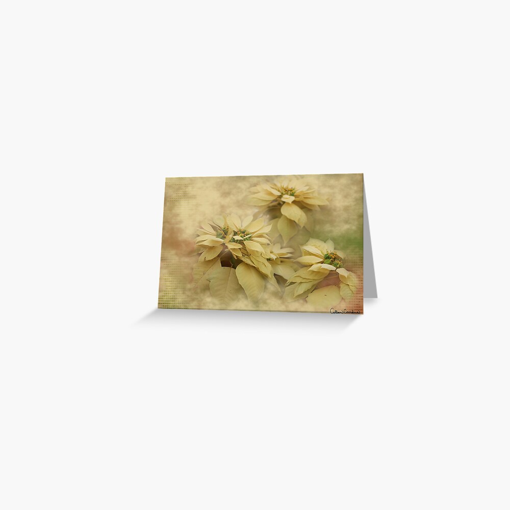 Cream Colored Poinsettias Digital Art Greeting Card