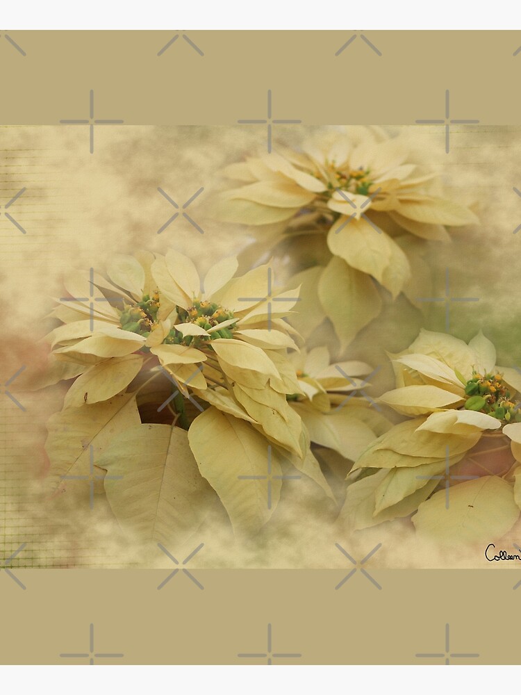 Cream Colored Poinsettias Digital Art by ButterflysAttic