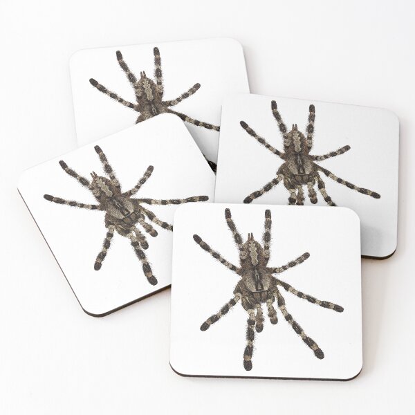 Item preview, P. Ornata Tarantula  designed and sold by Liquid Venom.