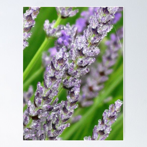 Lavender Jewels Poster