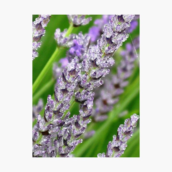 Lavender Jewels Photographic Print