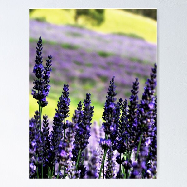 Abriallis Poster