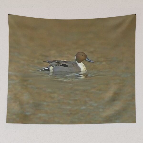 Item preview, Northern pintail designed and sold by Guardi71.