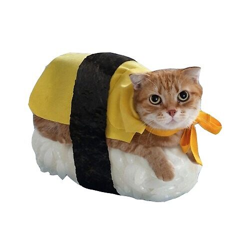 Sushi Cat Sushi Cat