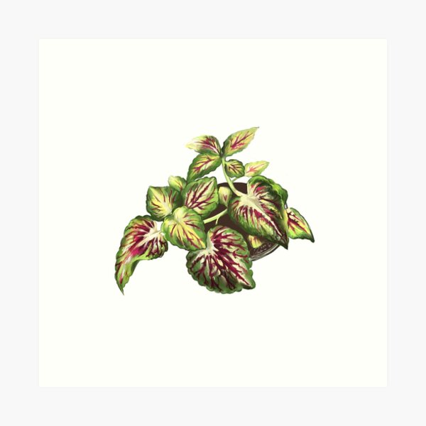 Cool as a Coleus #1 Art Print