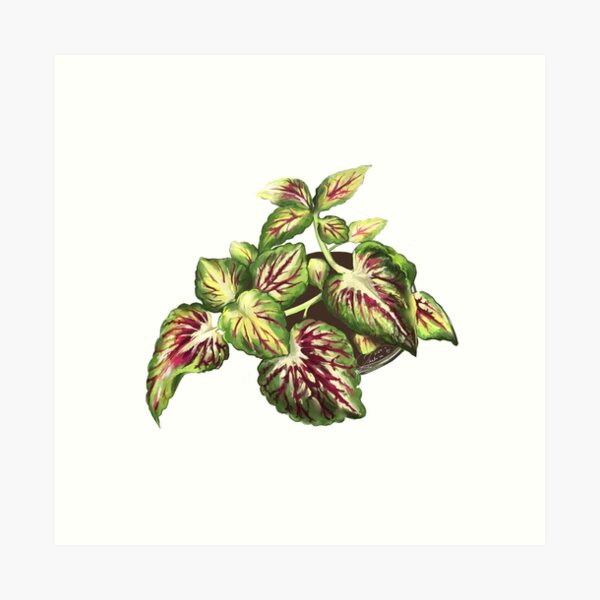 Cool as a Coleus #1 Art Print