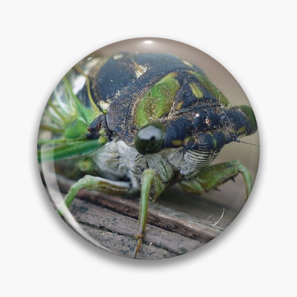 Item preview, Cicada designed and sold by Frankie Cat Photography.