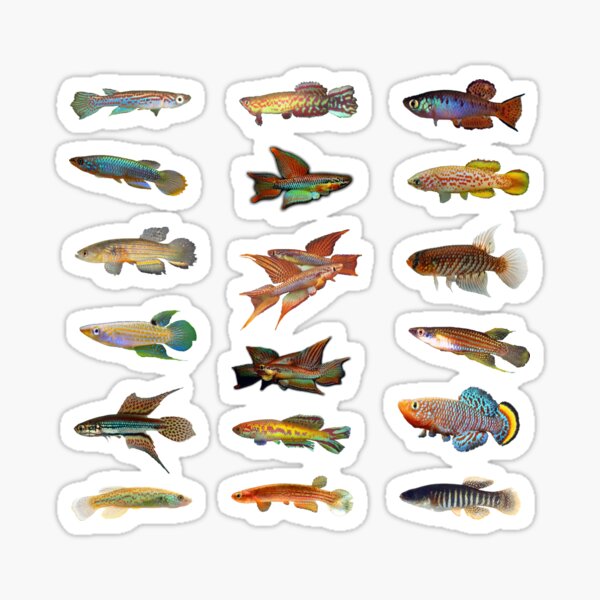 Multiple Killifish Pattern - rachovii, bitaeniatum, and more Sticker
