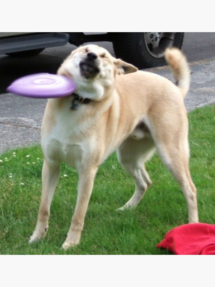 Dog Hit By Frisbee