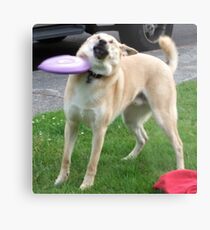 Frisbee Doge Metal Print