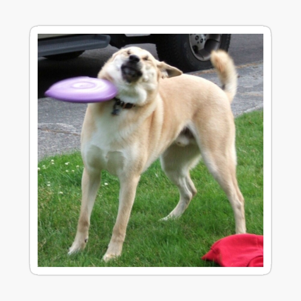 Dog Hit With Frisbee