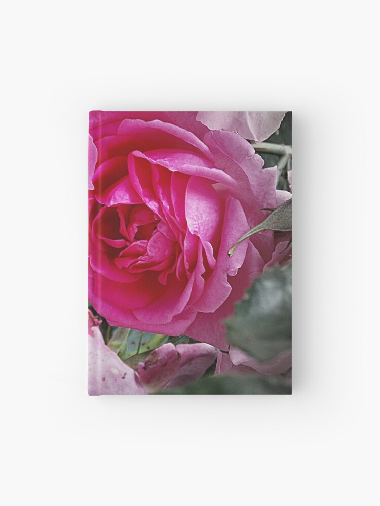 Cuaderno de tapa dura «Rosas de color morado oscuro» de branaghbel |  Redbubble
