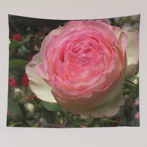 Item preview, Roses, Divine - Pierre de Ronsard, Summer at the RTBG, nipaluna designed and sold by RoseAromas.