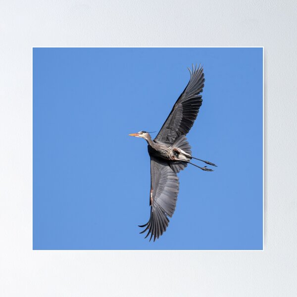 Item preview, Great Blue Heron 2020-8 designed and sold by Thomasyoung.