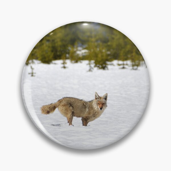 Item preview, Coyote in Snow with Trees, Wild Coyote, Animal in Snow, Snow in Yellowstone, Animal in Yellowstone designed and sold by naturecdesigns.