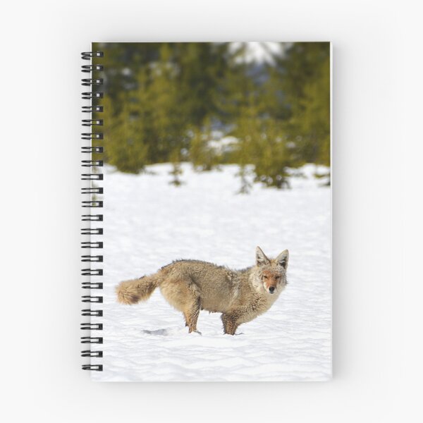 Item preview, Coyote in Snow with Trees, Wild Coyote, Animal in Snow, Snow in Yellowstone, Animal in Yellowstone designed and sold by naturecdesigns.