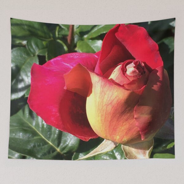 Item preview, Roses, Divine:  Kronenburg - the Beauty not the Beer!  designed and sold by RoseAromas.