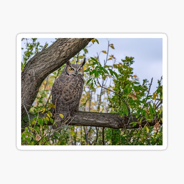 Great Horned Owl Pose Sticker