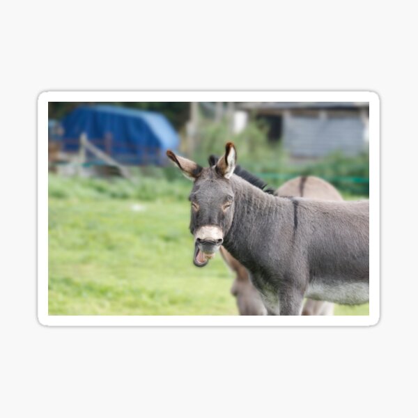 Laughing donkey Sticker