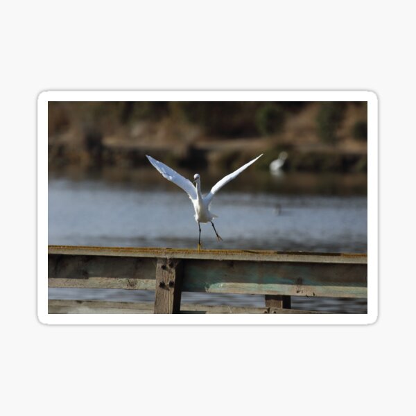 Funny dancing Egret Sticker