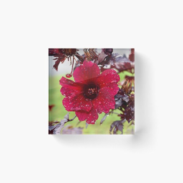 Maple Leaf Hibiscus Flower Acrylic Block