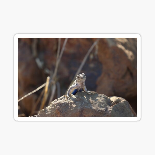 Chillin' Blue-bellied Lizard Sticker