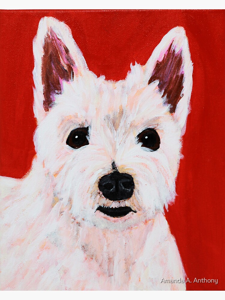 Romeo the Westie by AmandaAAnthony