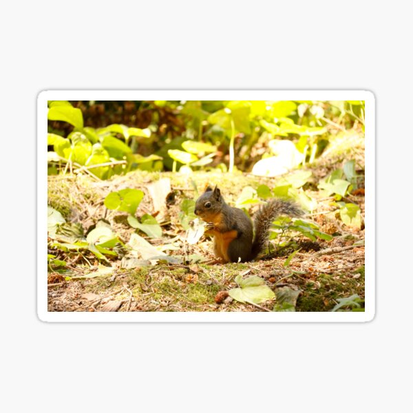 Cute animal (Douglas squirrel) Sticker