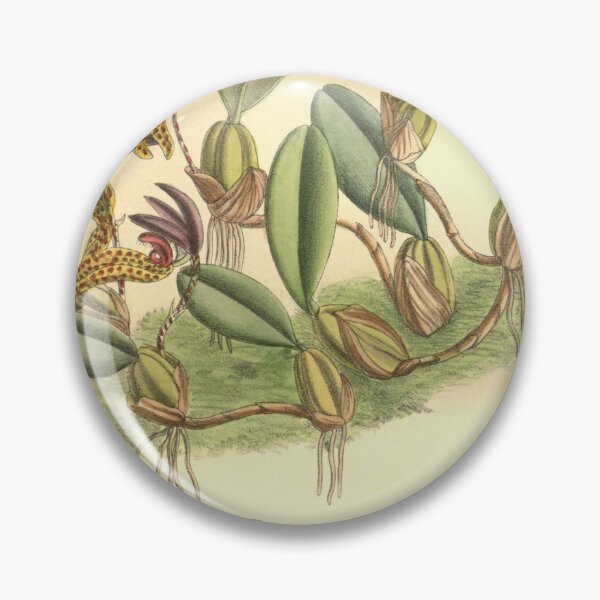 Item preview, Bulbophyllum lasiochilum (as Cirrhopetalum breviscapum) Curtis' 131 (Ser. 4 no. 1) pl. 8033 (1905) designed and sold by EsotericBotanic.
