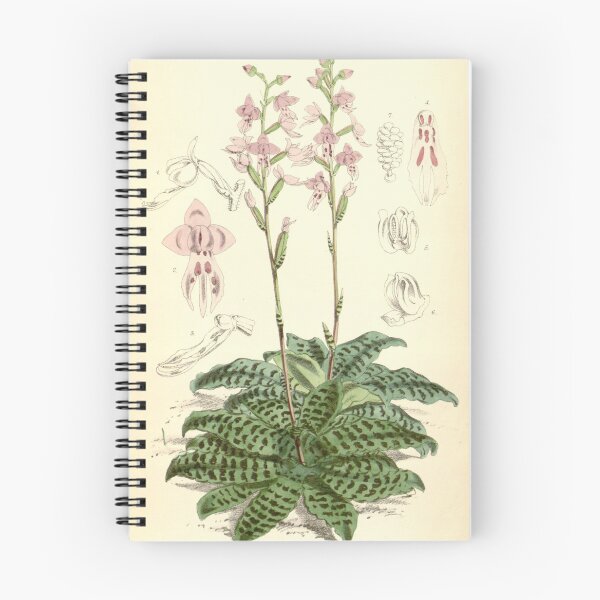 Item preview, Stenoglottis fimbriata Curtis' 96 (Ser. 3 no. 26) pl. 5872 (1870) designed and sold by EsotericBotanic.